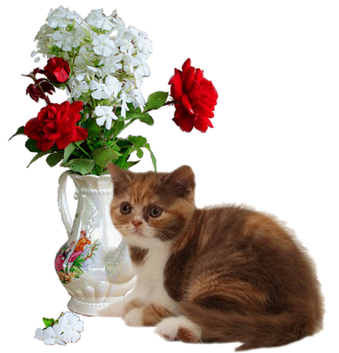 png_kedi_rasulehasret+(3).png