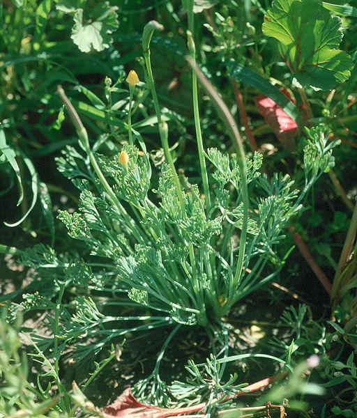 512px-Eschscholzia_rhombipetala_041.jpg