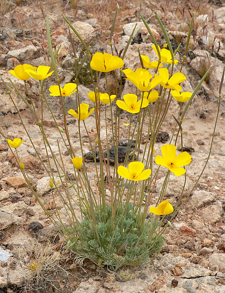 460px-Eschscholzia_glyptosperma_6.jpg