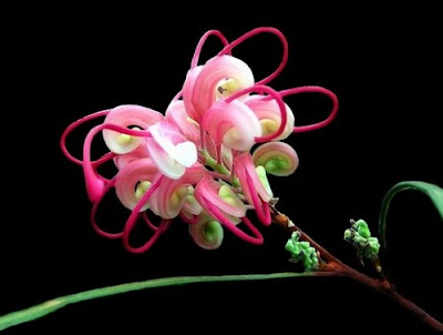 grevillea.jpg