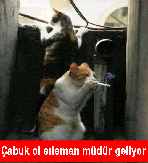 Müdür geliyor,çabuk...