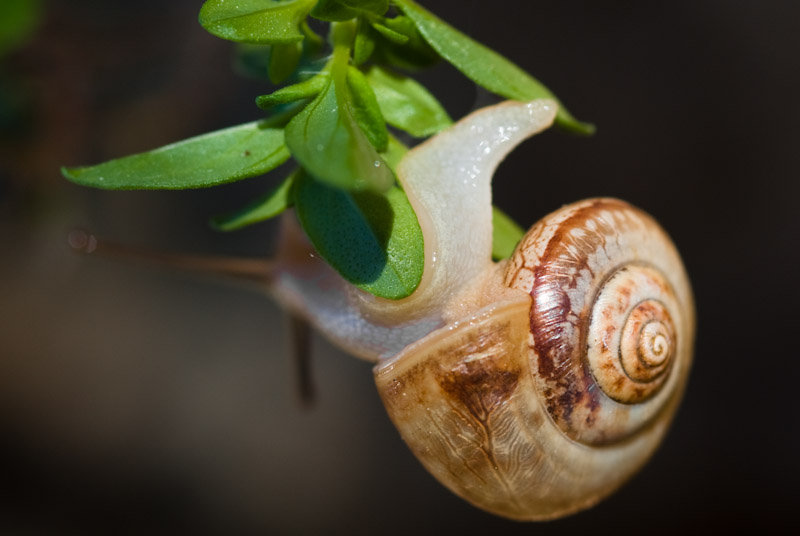 schnecke_turnend-1.jpg