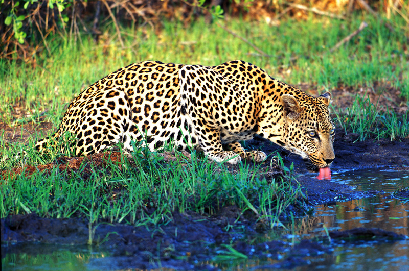 leopar013.jpg