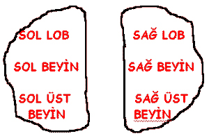 beyin1.jpg