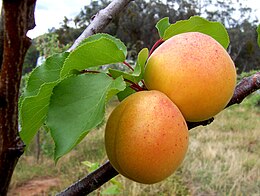 260px-Apricots.jpg