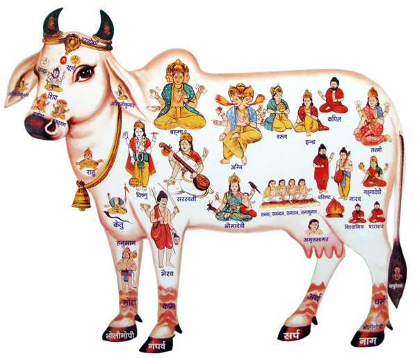 nandiholycow.jpg