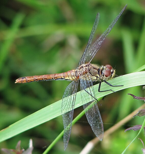 568px-Sympetrum_sanguineum_female_%28d1%29_1.jpg