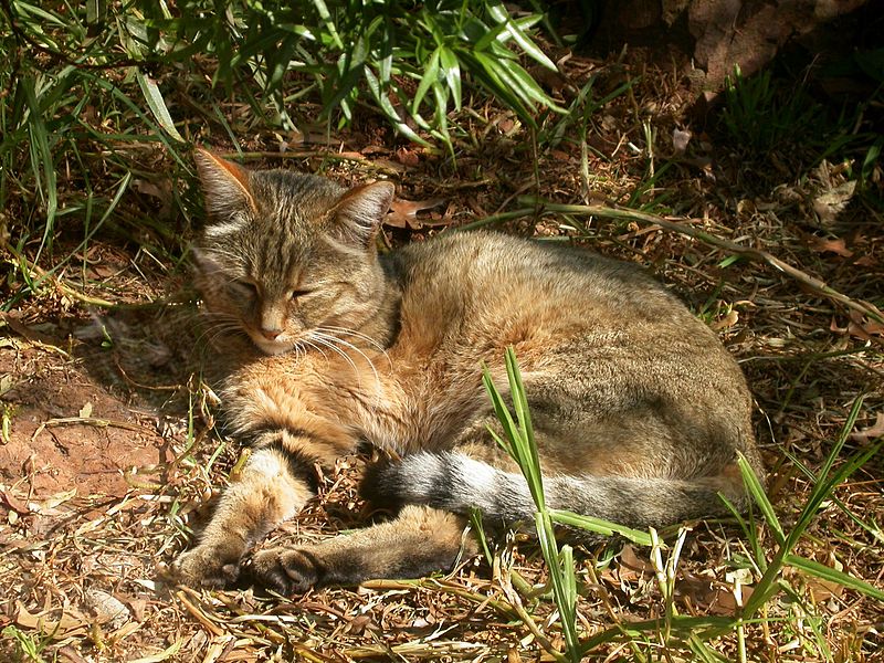 800px-AfricanWildCat.jpg