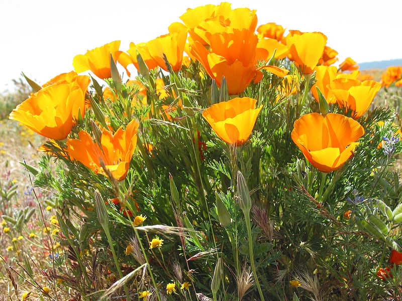 800px-California_Poppies3.jpg