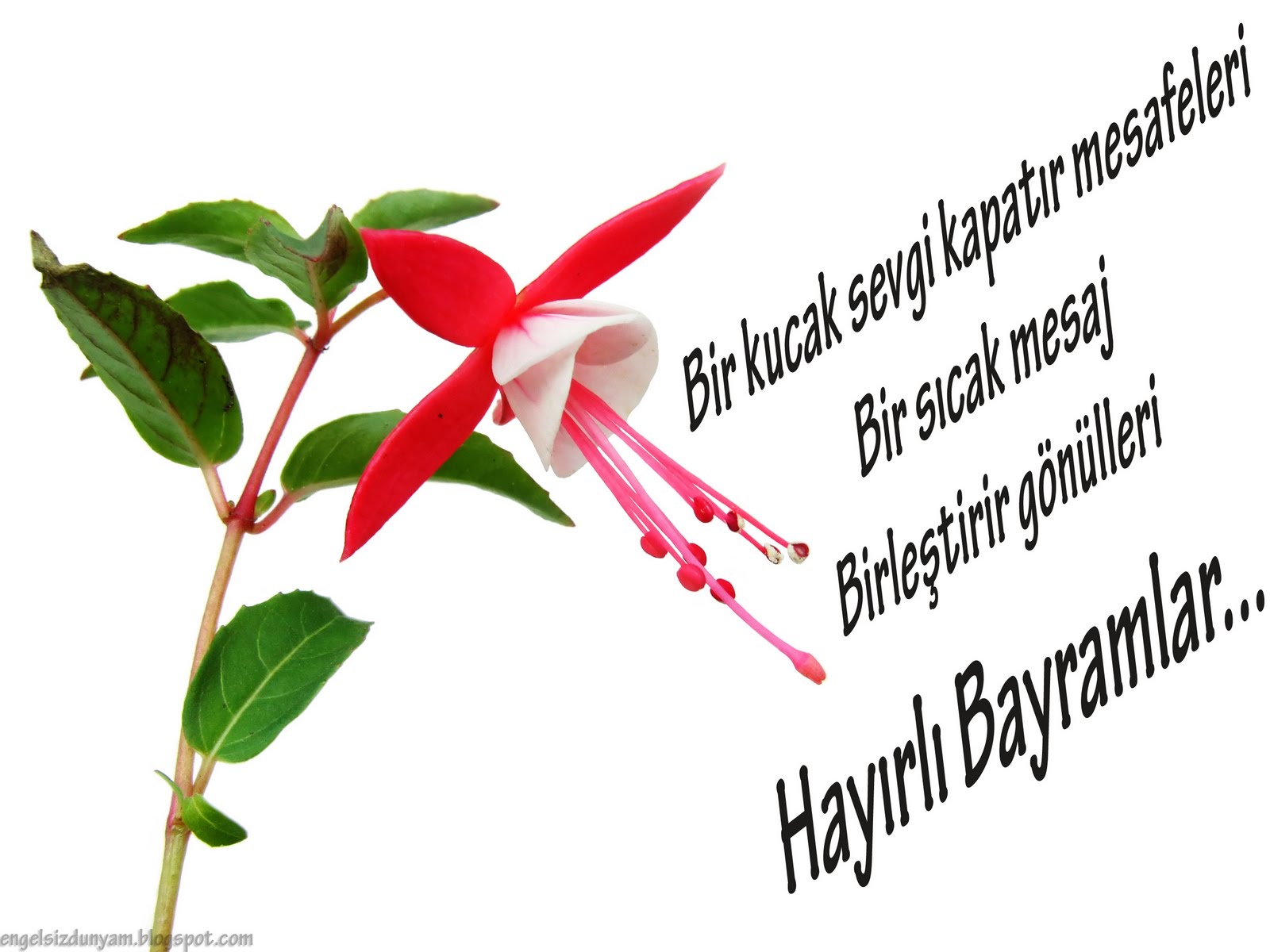 bayram+s%C3%BCmb%C3%BCl+1.jpg