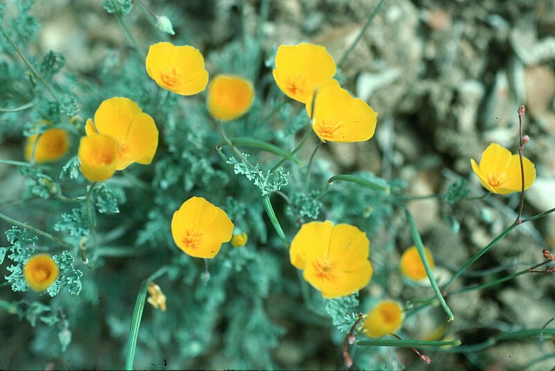 800px-Eschscholzia_hypecoides_044.jpg