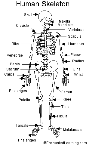 İskeletin Yapısı İngilizce Tanıtım