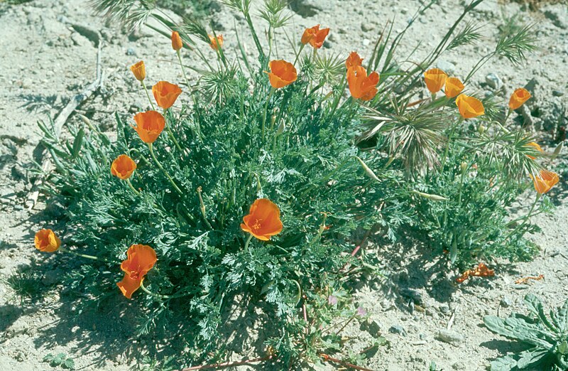 800px-Eschscholzia_lemmonii_013.jpg