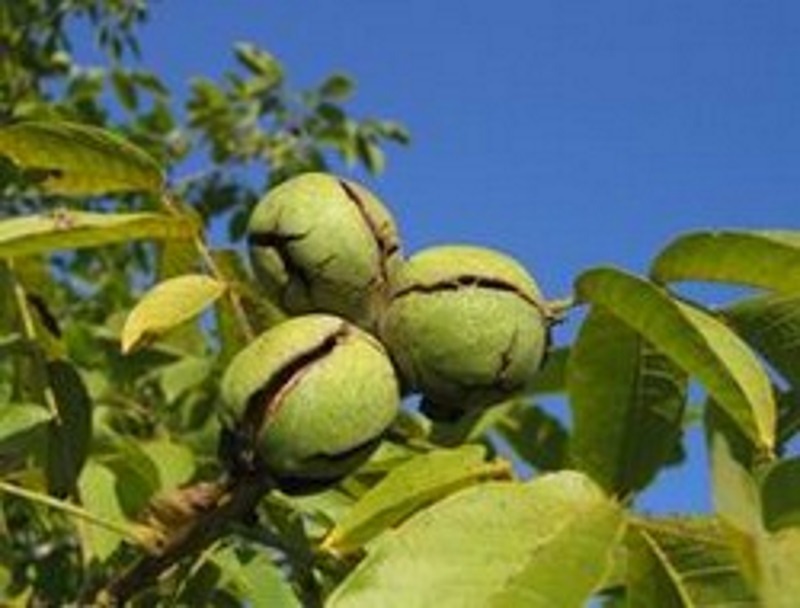 Ceviz ağacının altında neden oturulmaz?