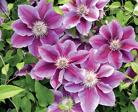 Clematis5.jpg