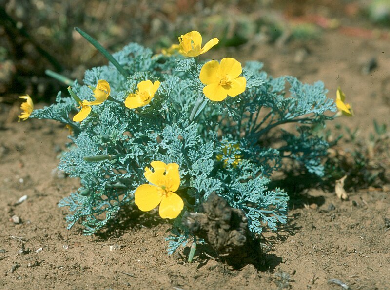 800px-Eschscholzia_ramosa_112.jpg