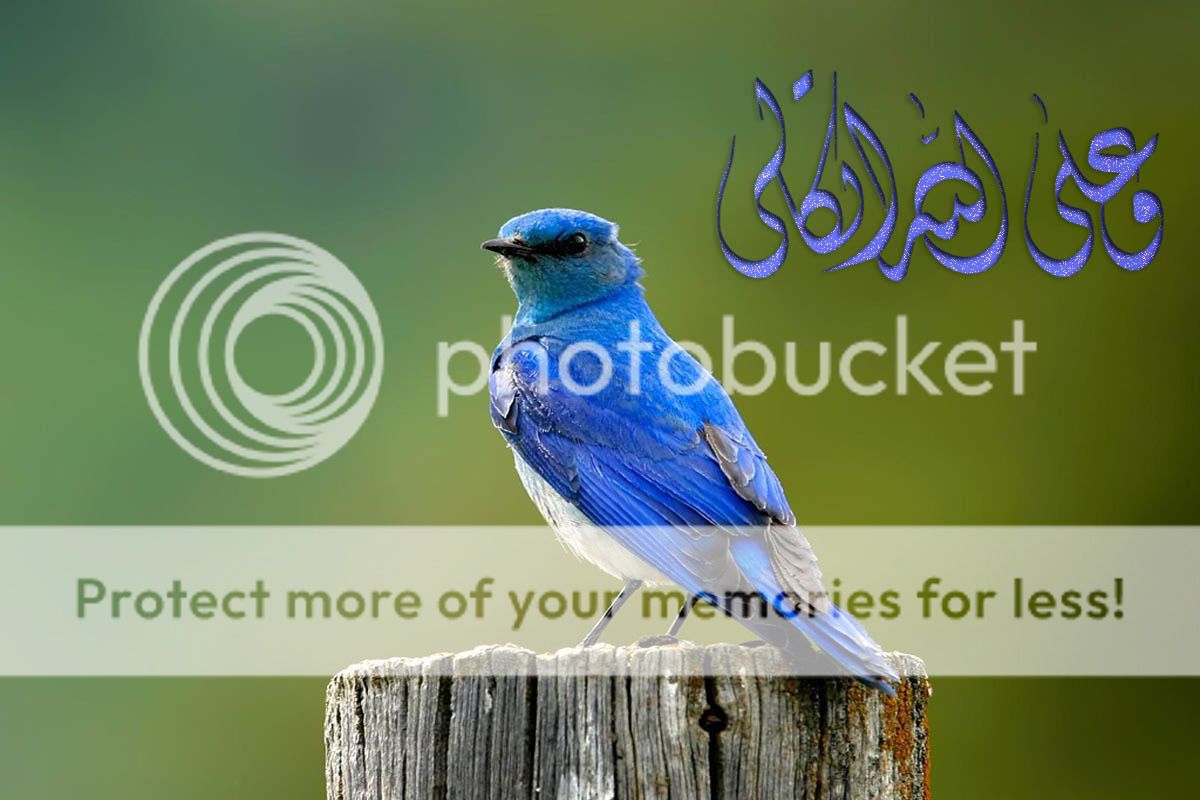 MountainBluebird.jpg