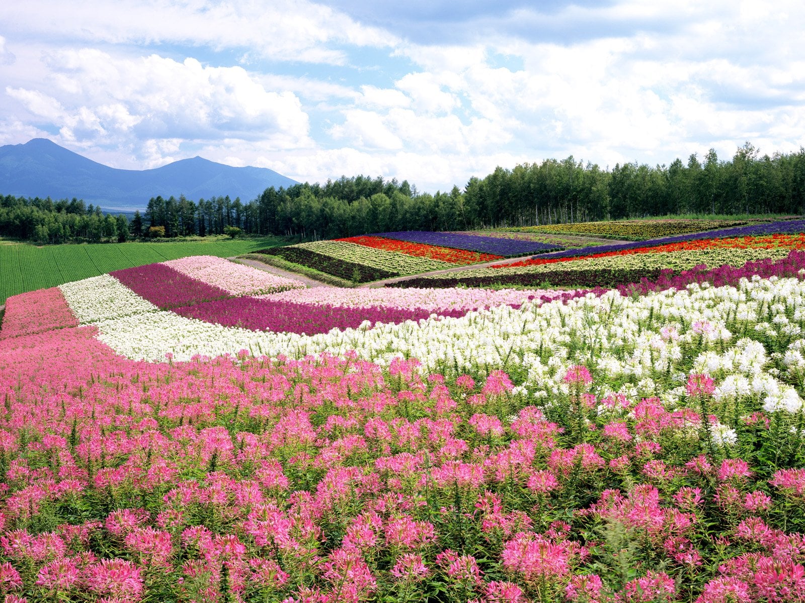 japan-hokkaido-landscape-16-1300480507.jpg