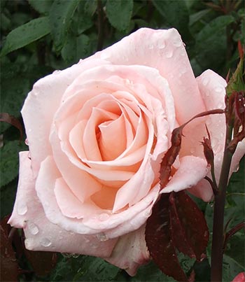 rose-new-zealand.jpg