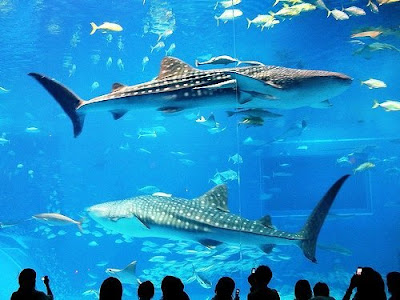 okinawa_churaumi_aquarium_08.jpg